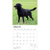 image Black Lab Retriever 2027 Wall Calendar Second Alternate Image