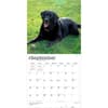 image Black Lab Retriever 2027 Wall Calendar Third Alternate Image