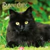 image Black Cats 2027 Wall Calendar Main Product Image