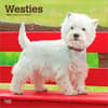 image West Highland White Terriers 2027 Wall Calendar Main Product Image