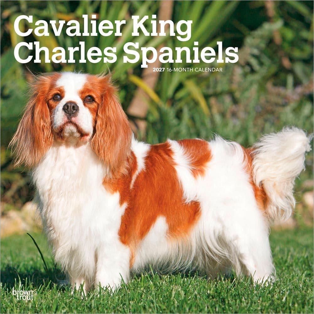 image Cavalier King Charles 2027 Wall Calendar Main Product Image
