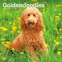 image Goldendoodles 2027 Wall Calendar Main Product Image