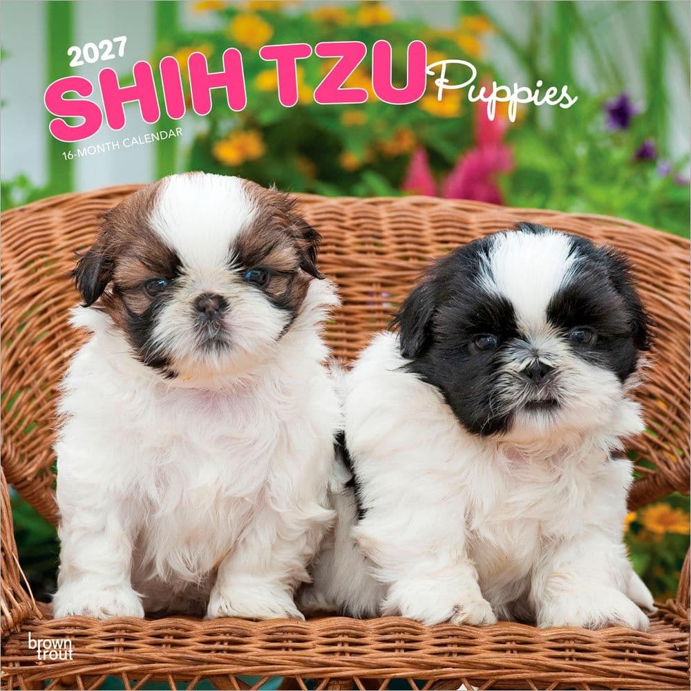Shih Tzu Puppies 2027 Wall Calendar Main Product Image