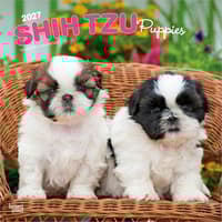 image Shih Tzu Puppies 2027 Wall Calendar Main Product Image