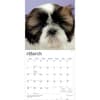 image Shih Tzu Puppies 2027 Wall Calendar Second Alternate Image