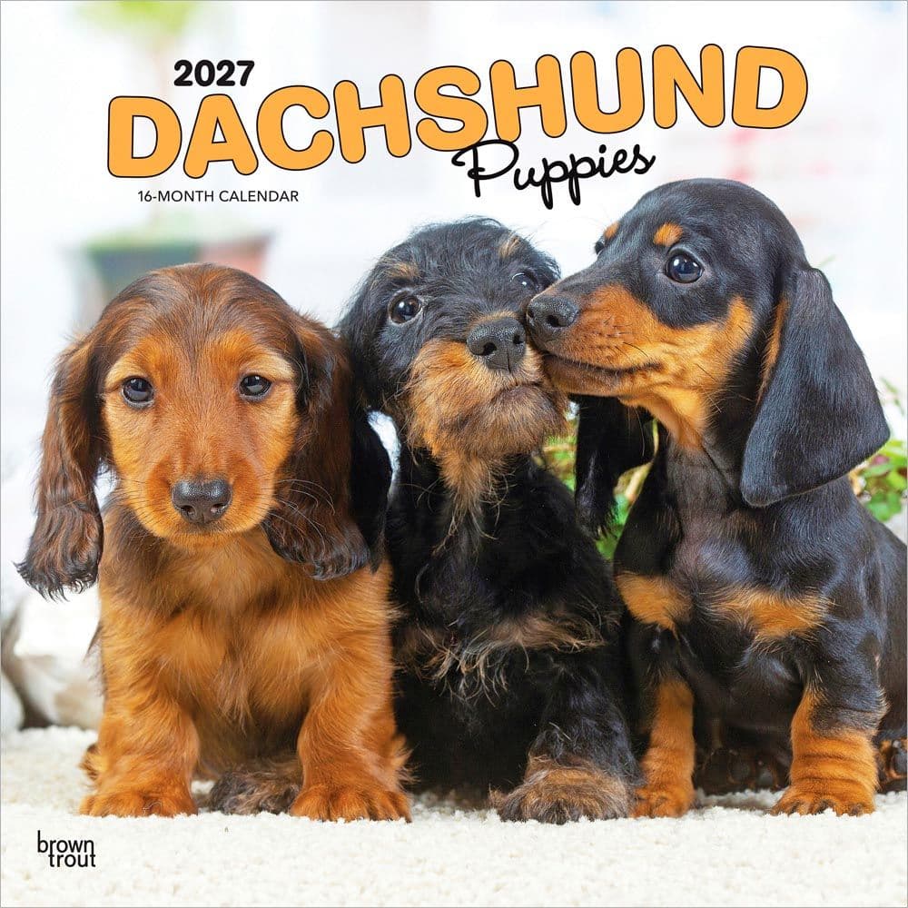 image Dachshund Puppies 2027 Wall Calendar Main Product Image