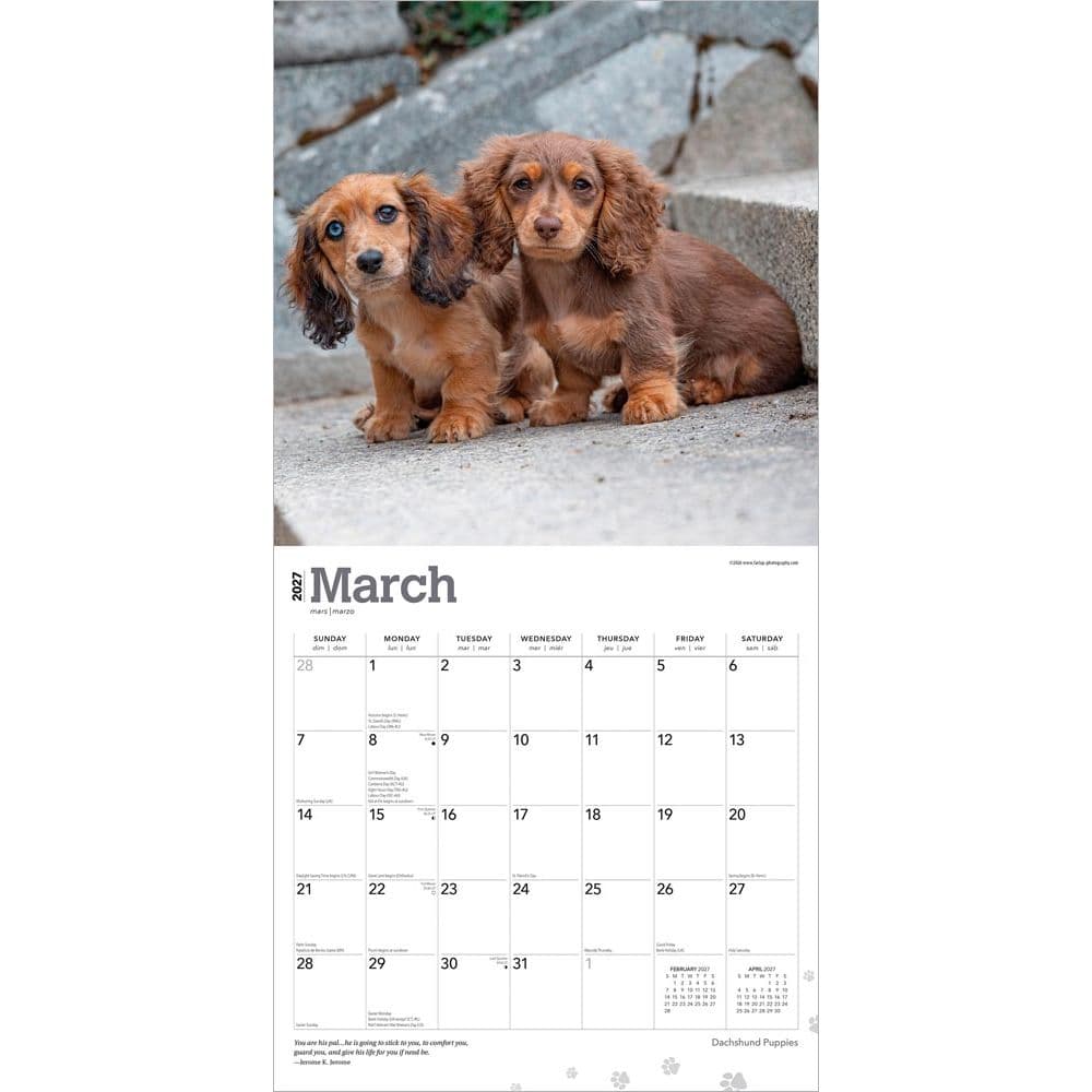 Dachshund Puppies 2027 Wall Calendar Second Alternate Image