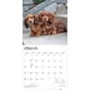 image Dachshund Puppies 2027 Wall Calendar Second Alternate Image