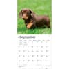 image Dachshund Puppies 2027 Wall Calendar Third Alternate Image