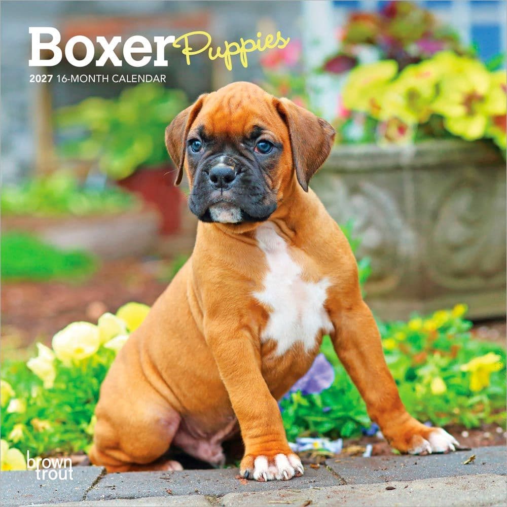 Boxer Puppies 2027 Mini Wall Calendar Main Product Image