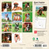 image Boxer Puppies 2027 Mini Wall Calendar First Alternate Image