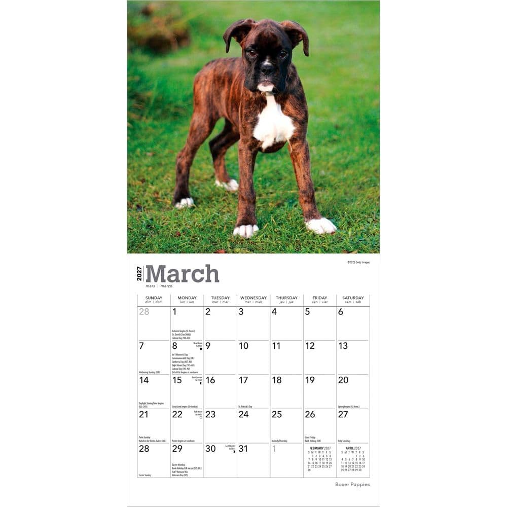 Boxer Puppies 2027 Mini Wall Calendar Second Alternate Image