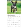 image Boxer Puppies 2027 Mini Wall Calendar Third Alternate Image