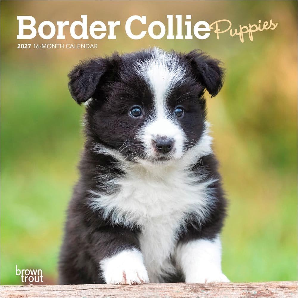 Border Collie Puppies 2027 Mini Wall Calendar Main Product Image
