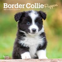 image Border Collie Puppies 2027 Mini Wall Calendar Main Product Image