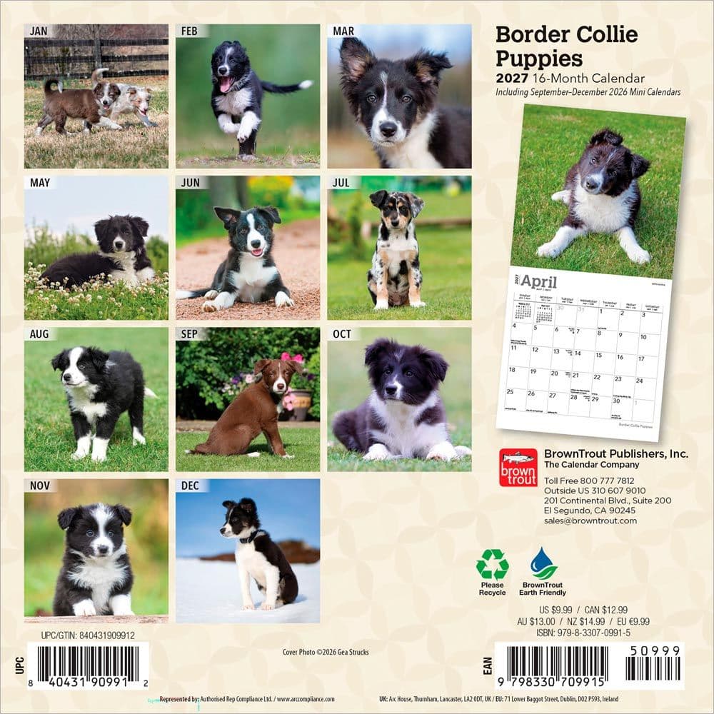 Border Collie Puppies 2027 Mini Wall Calendar First Alternate Image