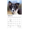 image Border Collie Puppies 2027 Mini Wall Calendar Second Alternate Image