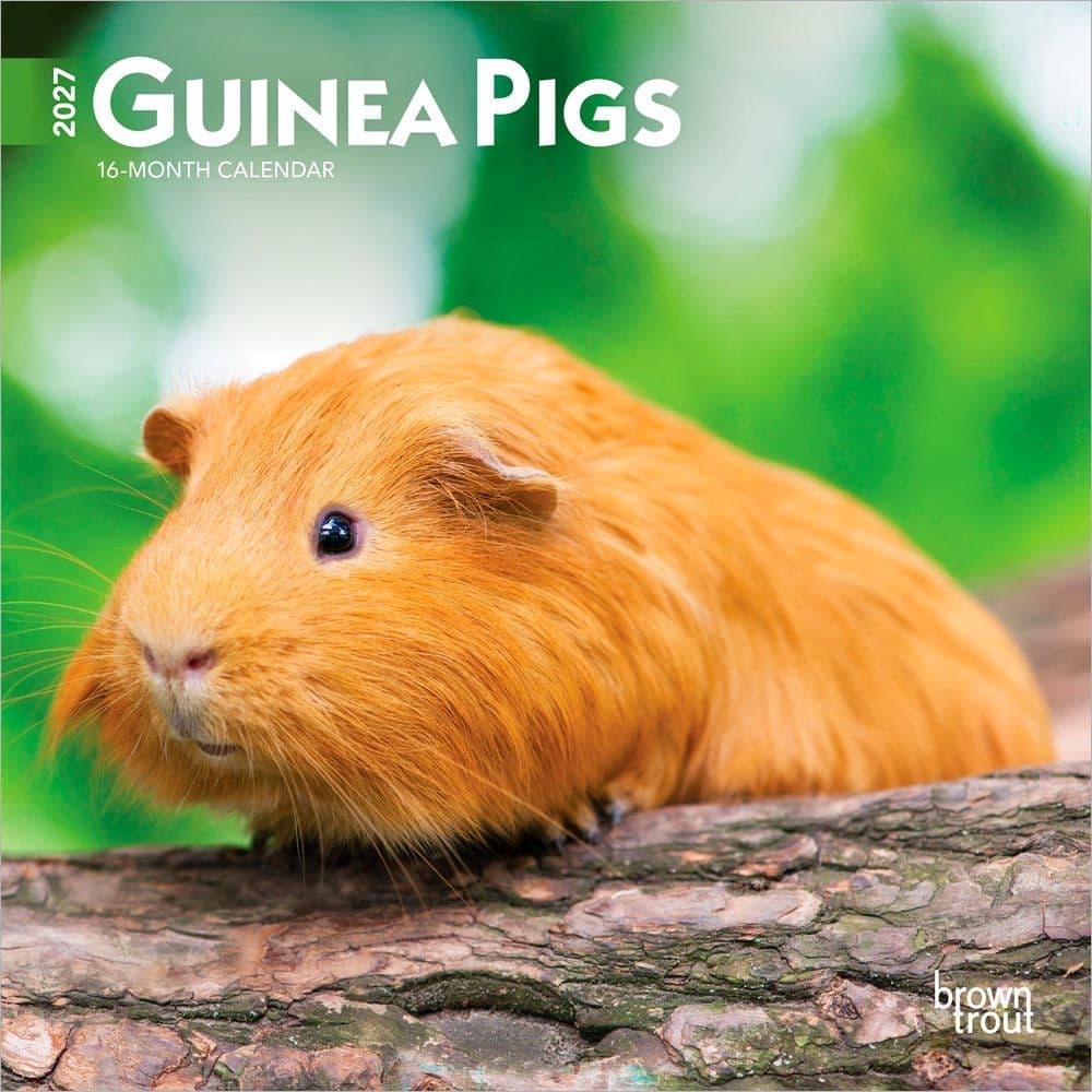 image Guinea Pigs 2027 Mini Wall Calendar Main Product Image