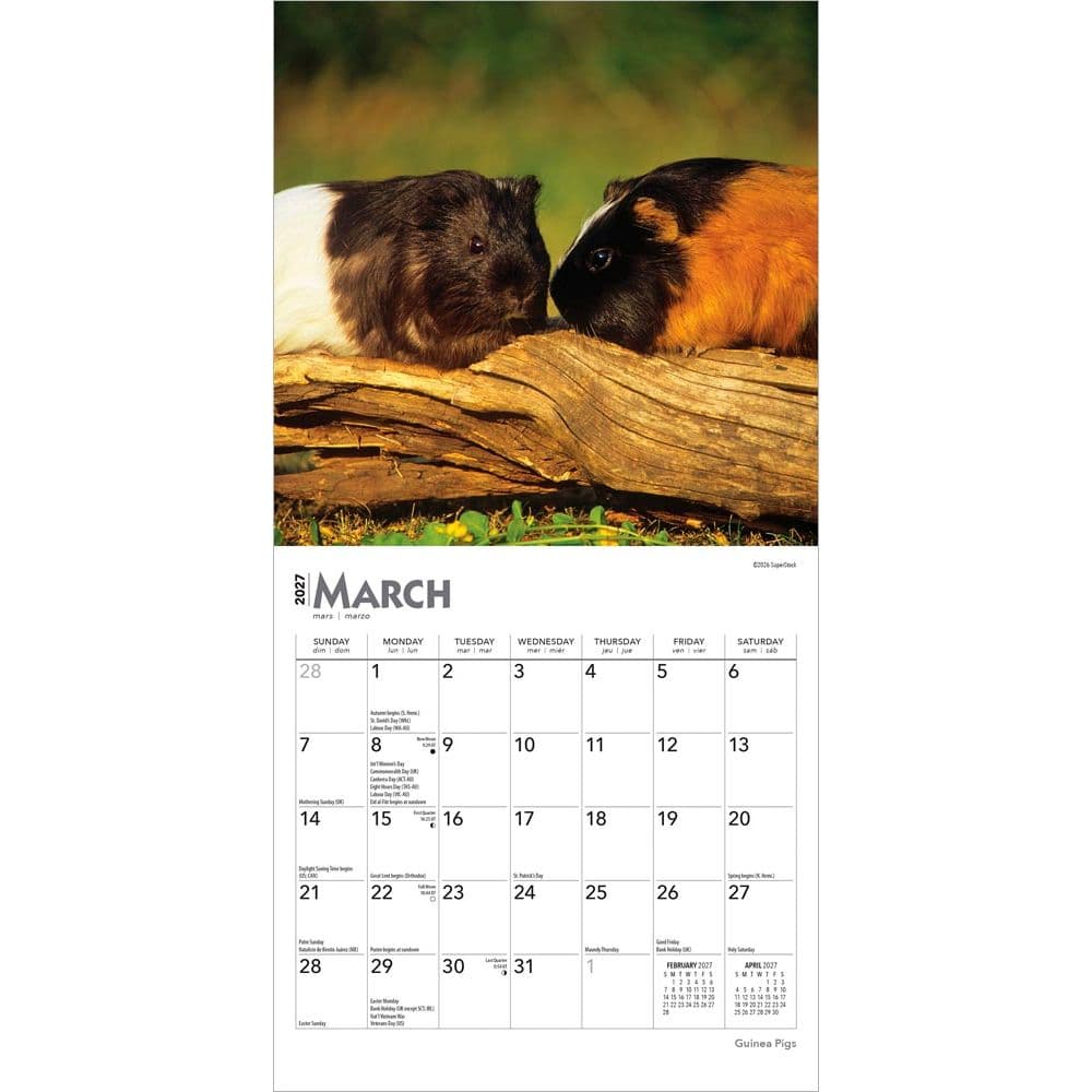 Guinea Pigs 2027 Mini Wall Calendar Second Alternate Image