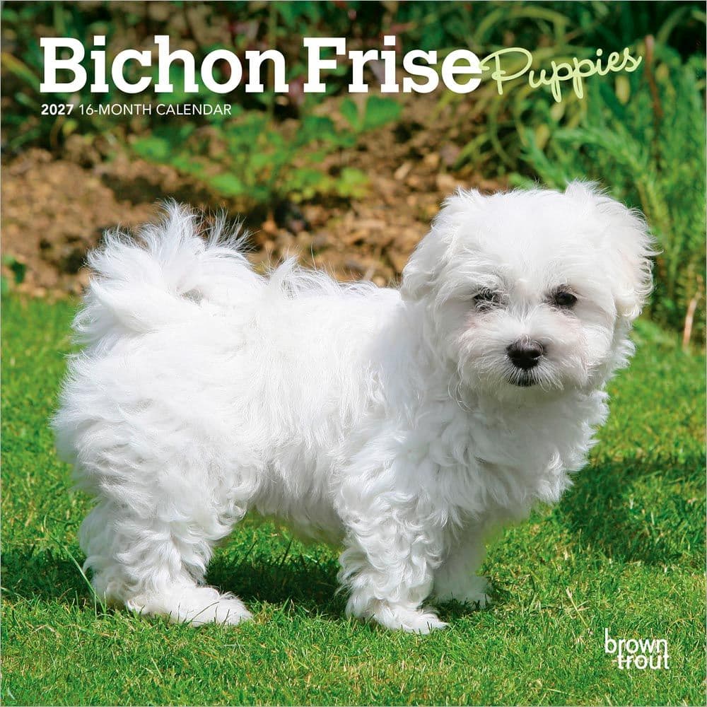 Bichon Frise Puppies 2027 Mini Wall Calendar Main Product Image