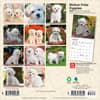 image Bichon Frise Puppies 2027 Mini Wall Calendar First Alternate Image