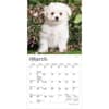 image Bichon Frise Puppies 2027 Mini Wall Calendar Second Alternate Image
