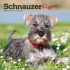 image Schnauzer Puppies 2027 Mini Wall Calendar Main Product Image