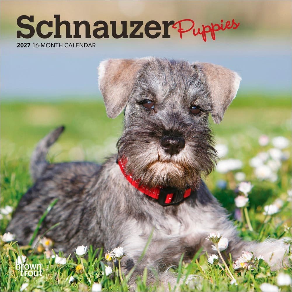 image Schnauzer Puppies 2027 Mini Wall Calendar Main Product Image