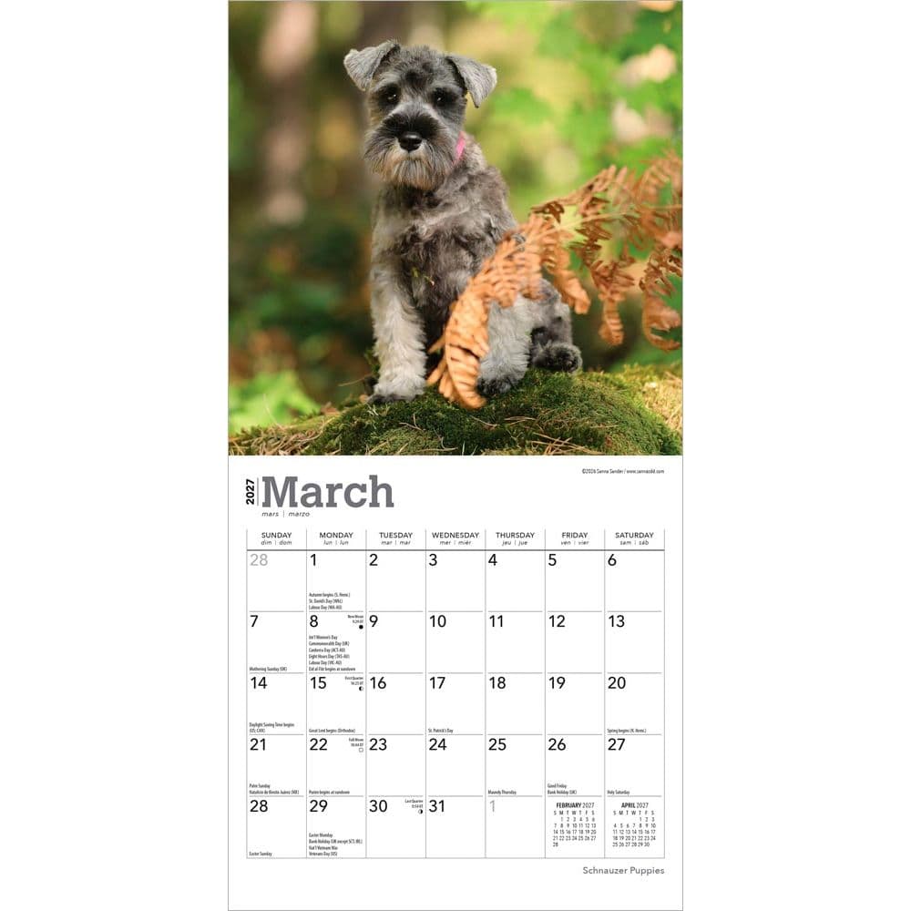 Schnauzer Puppies 2027 Mini Wall Calendar Second Alternate Image