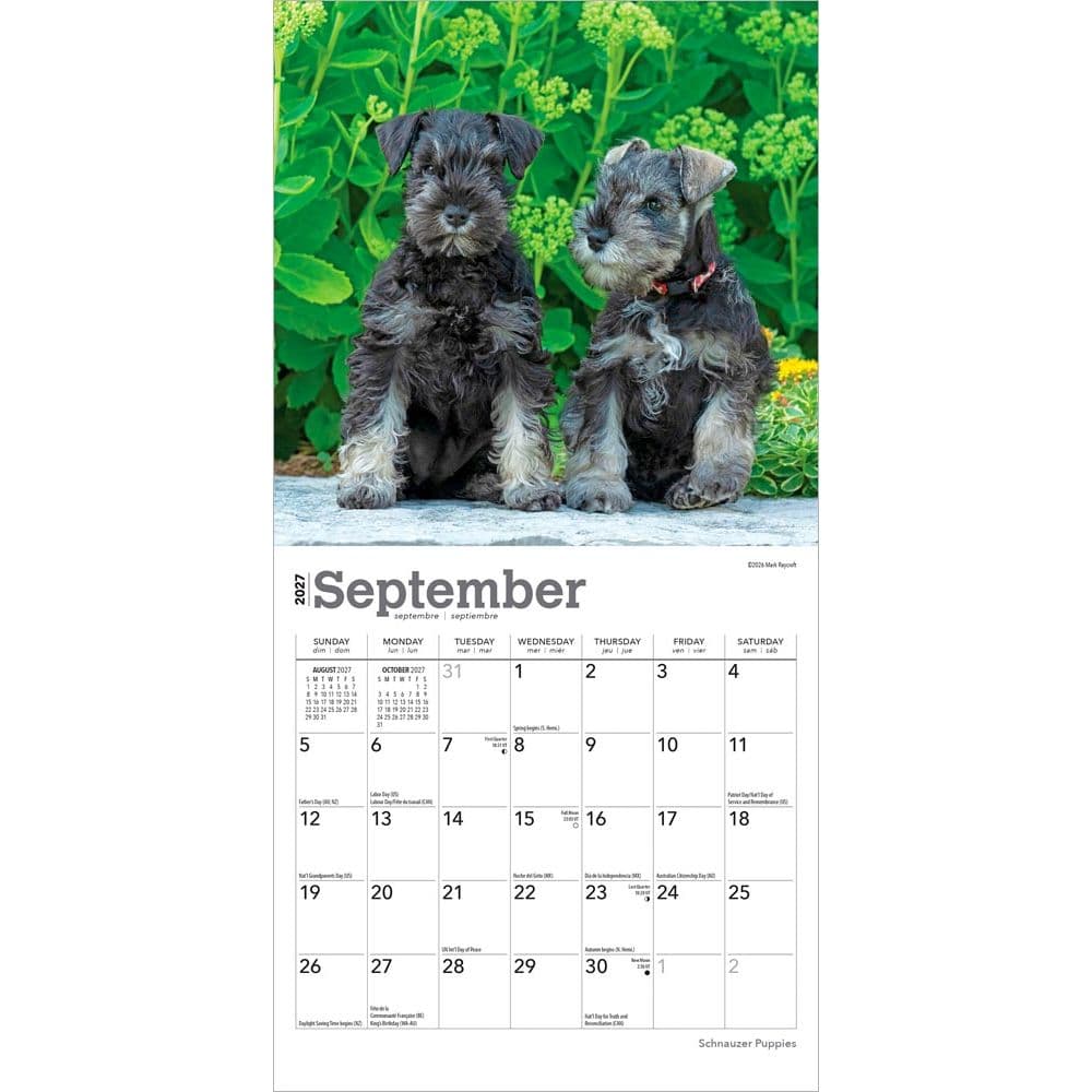 Schnauzer Puppies 2027 Mini Wall Calendar Third Alternate Image