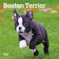 image Boston Terrier Puppies 2027 Mini Wall Calendar Main Product Image