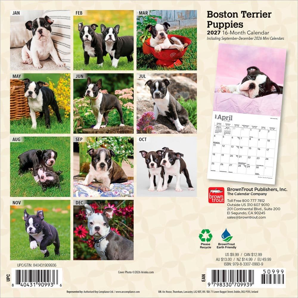 Boston Terrier Puppies 2027 Mini Wall Calendar First Alternate Image