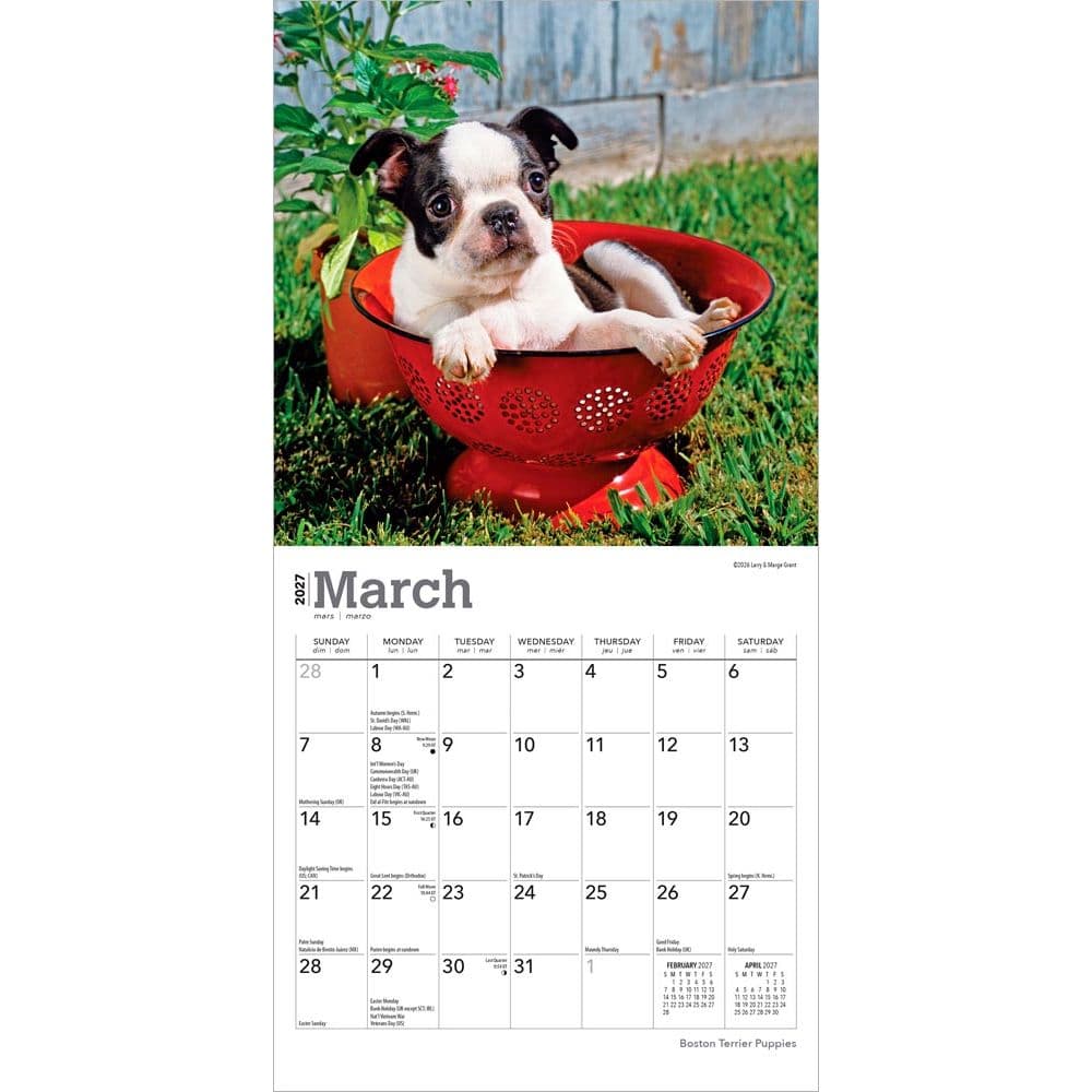 Boston Terrier Puppies 2027 Mini Wall Calendar Second Alternate Image