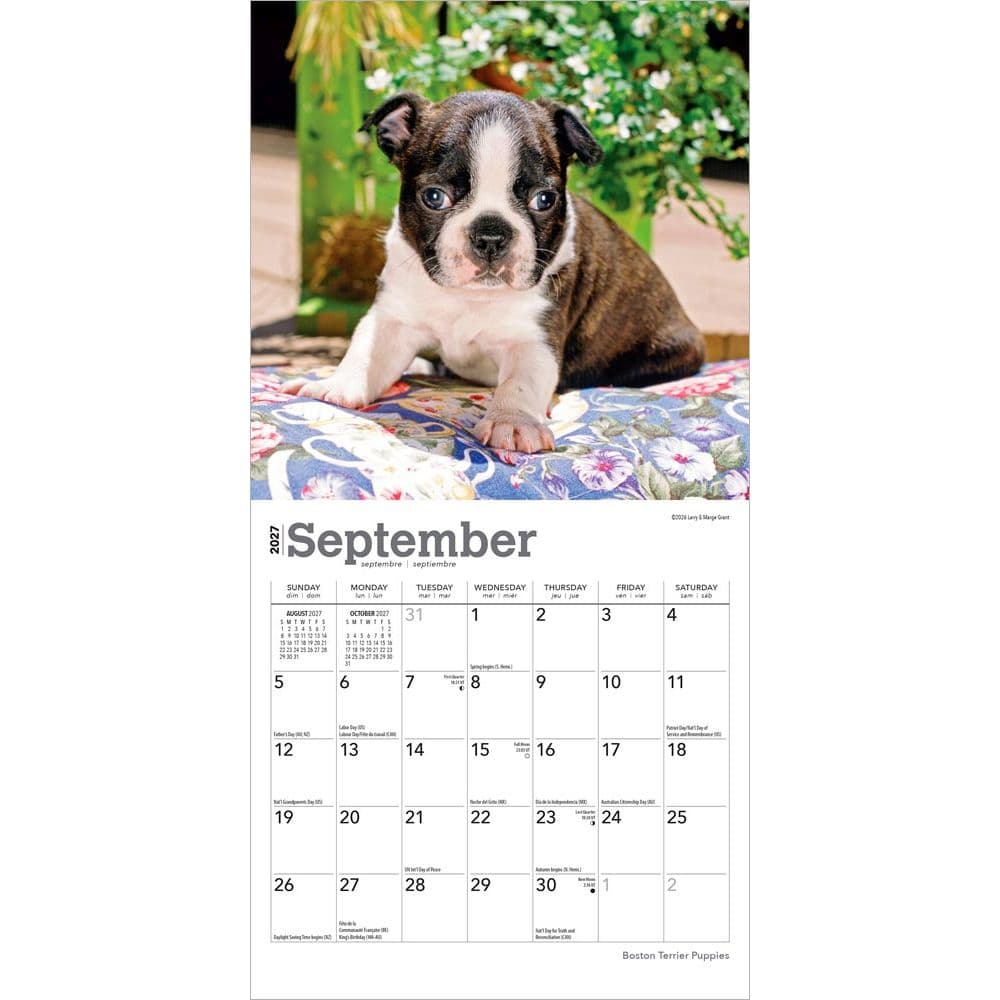 Boston Terrier Puppies 2027 Mini Wall Calendar Third Alternate Image