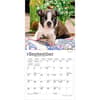 image Boston Terrier Puppies 2027 Mini Wall Calendar Third Alternate Image