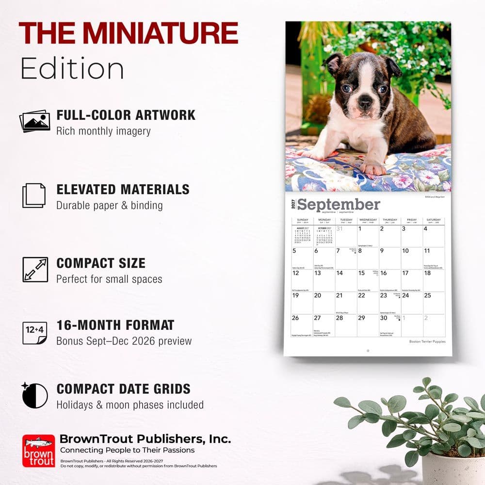 Boston Terrier Puppies 2027 Mini Wall Calendar Fifth Alternate Image