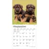 image German Shepherd Puppies 2027 Mini Wall Calendar Third Alternate Image