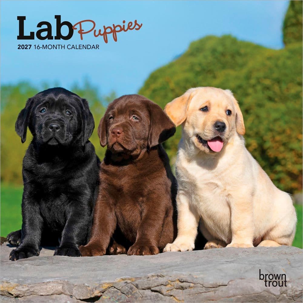 Lab Retriever Puppies 2027 Mini Wall Calendar Main Product Image