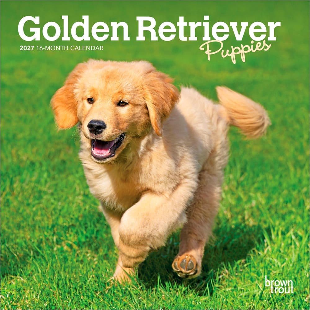 Golden Retriever Puppies 2027 Mini Wall Calendar Main Product Image