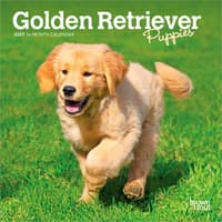 image Golden Retriever Puppies 2027 Mini Wall Calendar Main Product Image