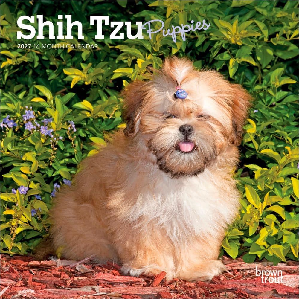image Shih Tzu Puppies 2027 Mini Wall Calendar Main Product Image