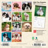 image Shih Tzu Puppies 2027 Mini Wall Calendar First Alternate Image