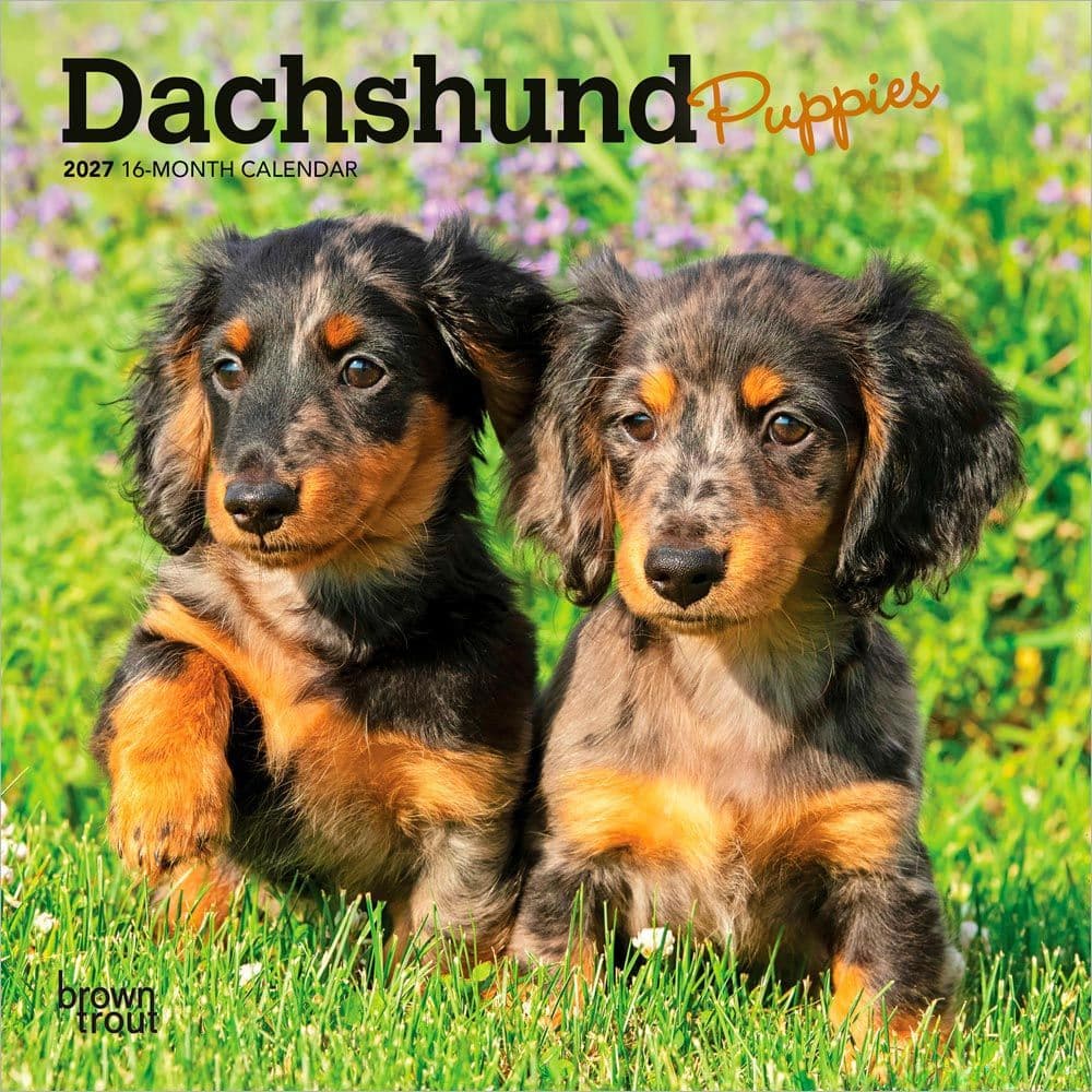 Dachshund Puppies 2027 Mini Wall Calendar Main Product Image