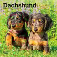 image Dachshund Puppies 2027 Mini Wall Calendar Main Product Image