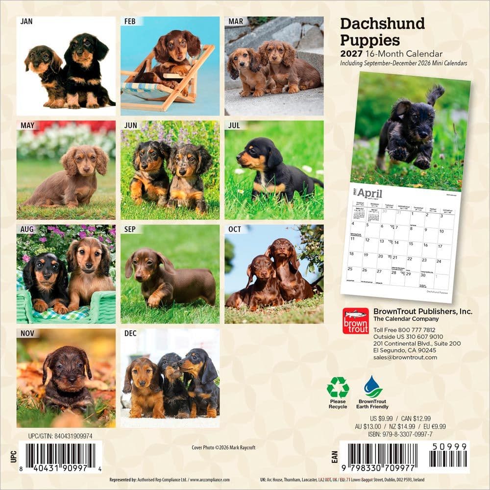Dachshund Puppies 2027 Mini Wall Calendar First Alternate Image