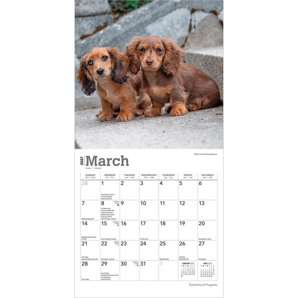 Dachshund Puppies 2027 Mini Wall Calendar Second Alternate Image
