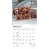 image Dachshund Puppies 2027 Mini Wall Calendar Second Alternate Image