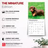 image Dachshund Puppies 2027 Mini Wall Calendar Fifth Alternate Image