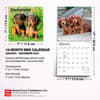 image Dachshund Puppies 2027 Mini Wall Calendar Sixth Alternate Image