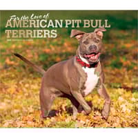 image Pit Bull Terriers 2027 Deluxe Wall Calendar Main Product Image